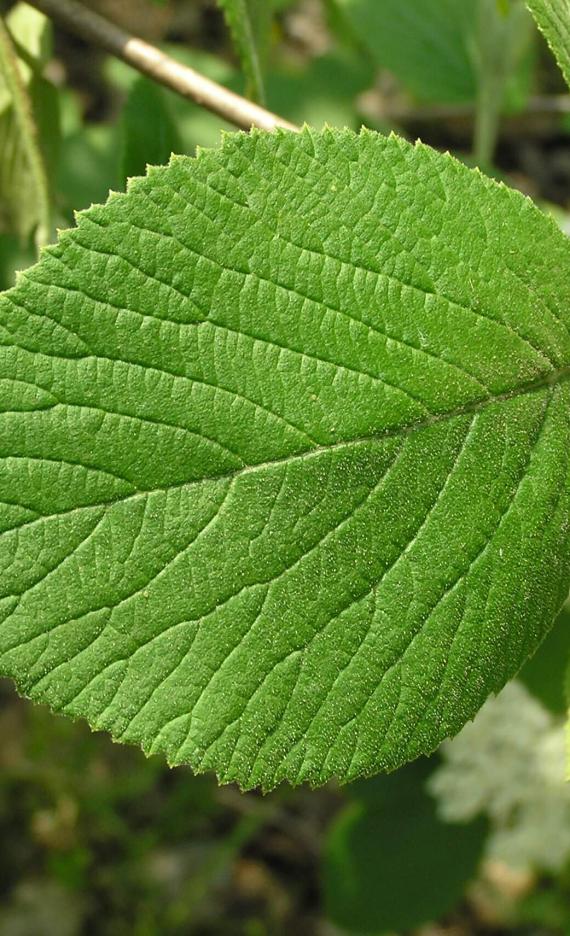 Wayfaringtree Viburnum leaves