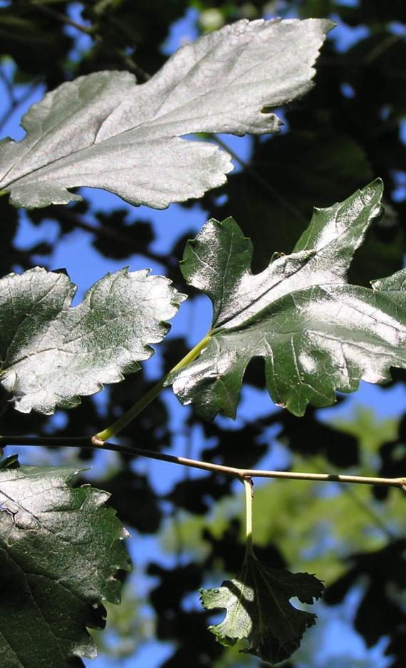 White Mulberry branch