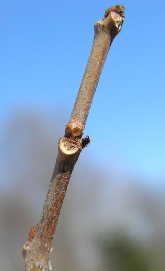 White Mulberry bud