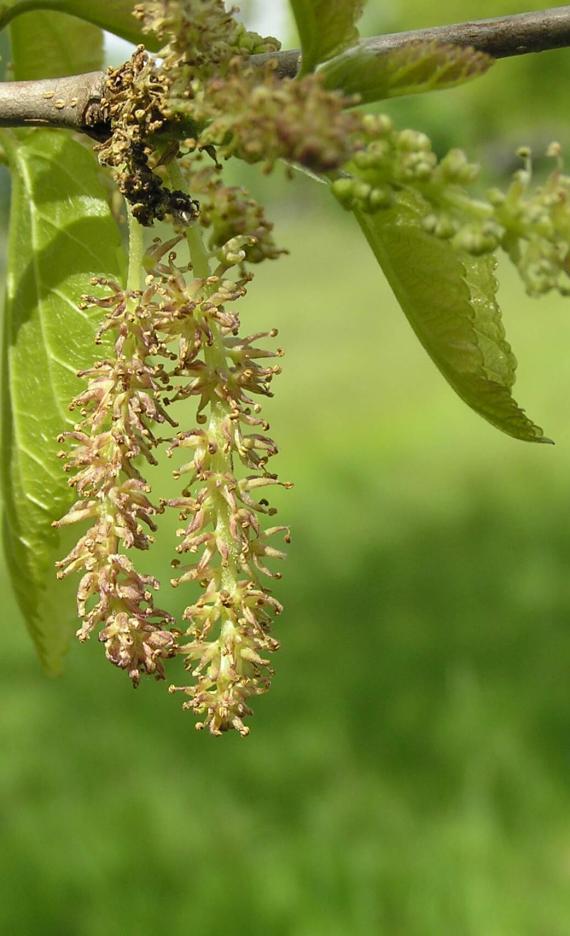 White Mulberry flower