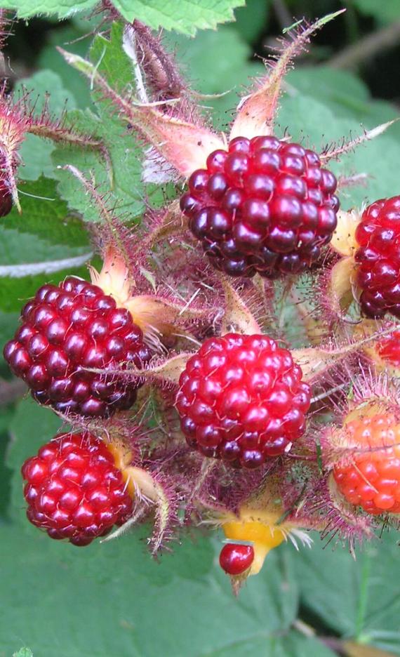 Wine Raspberry fruit