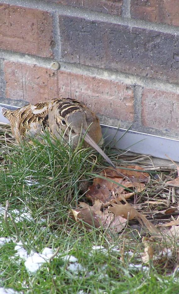 American Woodcock