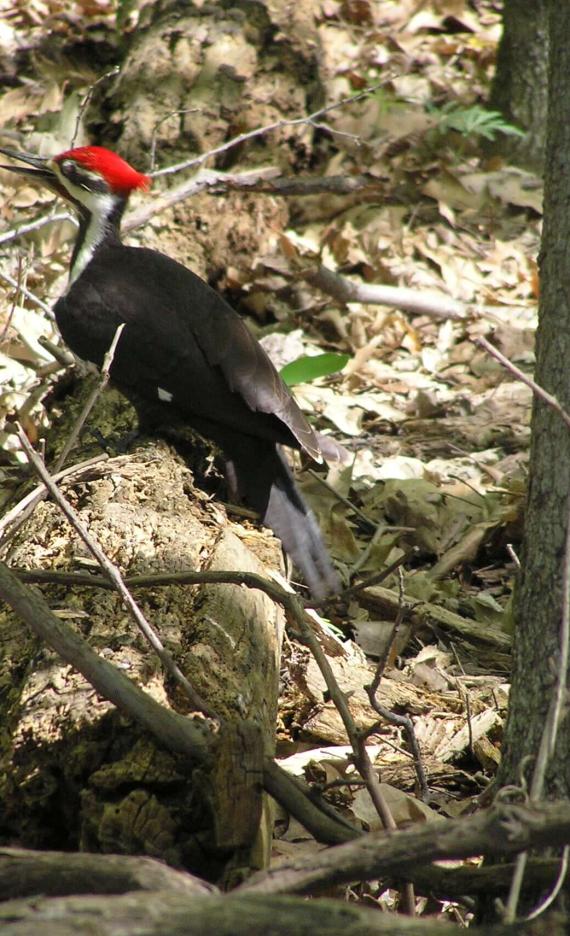 Piliated Woodpecker