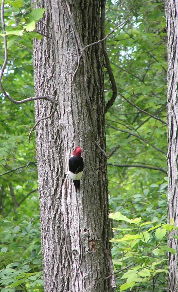 Redheaded Woodpecker 