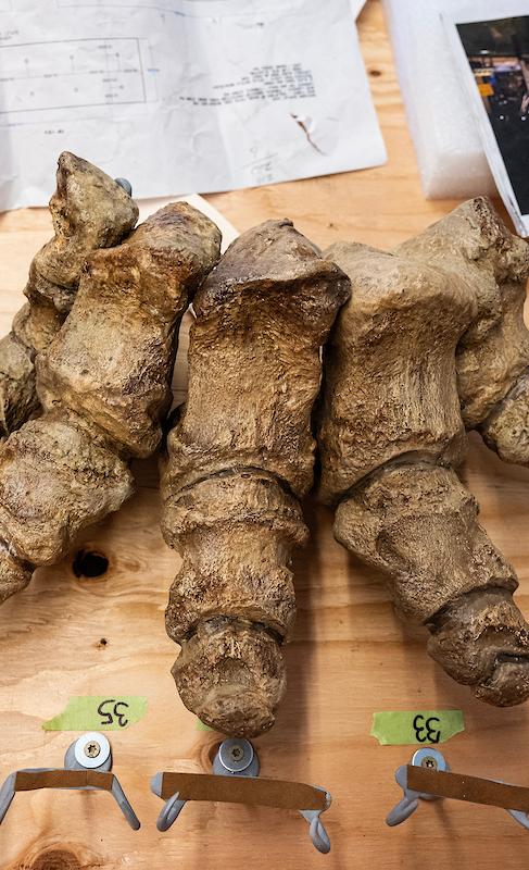 Some of the foot bones from “Donna,” the original mastodon bones that give the university its nickname.