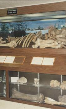 The original display case for the bones was designed by student Jon Havens and revealed in 1984.