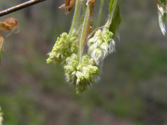 Tree flower