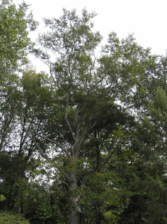 Tree habitat