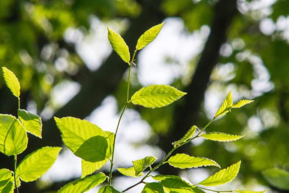 Tree leaves