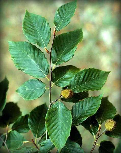 Small tree leaves