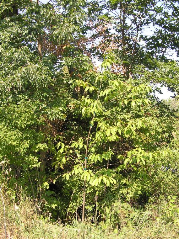 Tree habitat