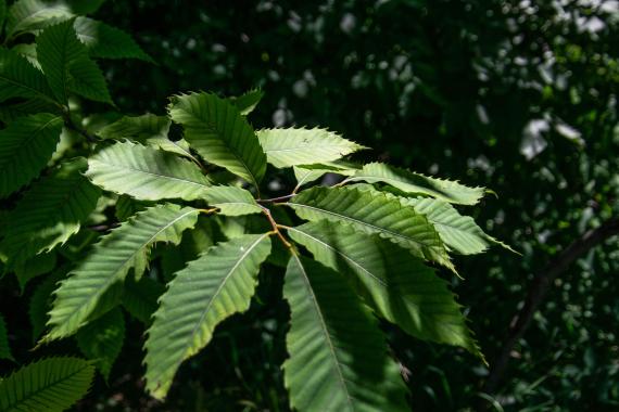 Tree leaves