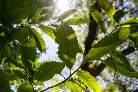 Tree leaves