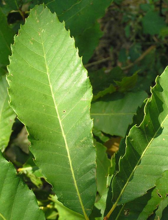 Tree leaves