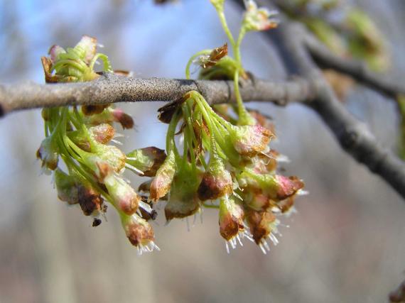 Tree flower