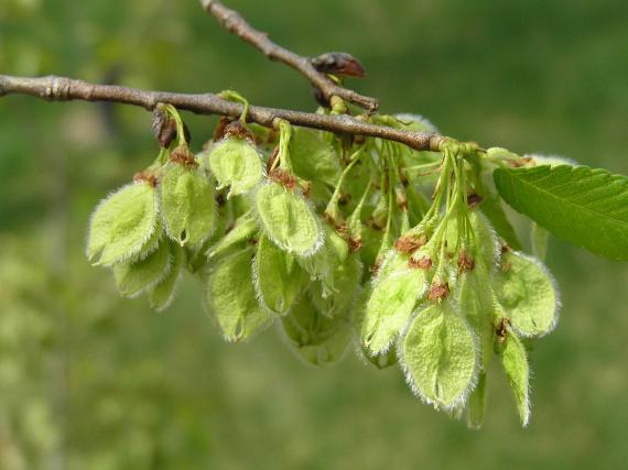 Tree fruit