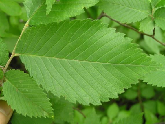 Tree leaves