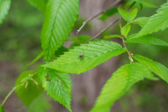 Tree leaves