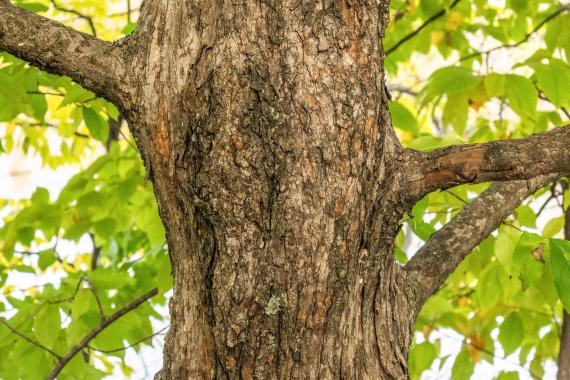 Tree bark