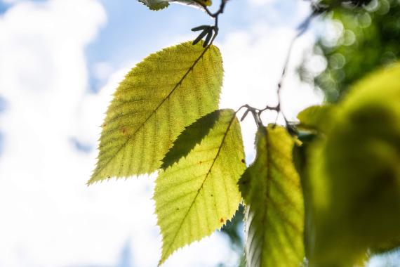 Tree leaves