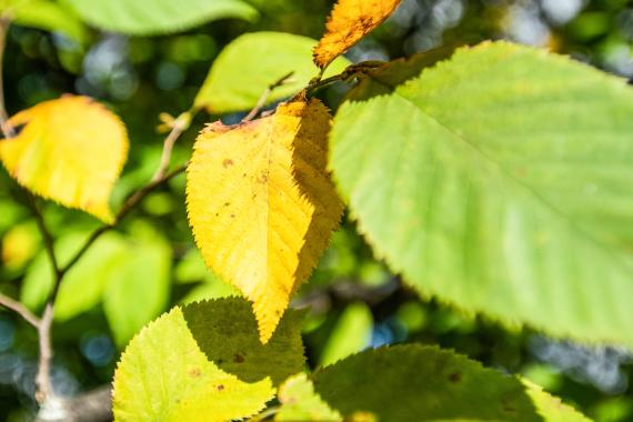 Tree leaves