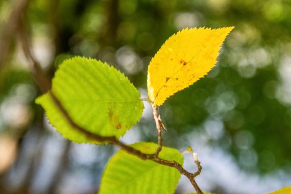 Tree leaves