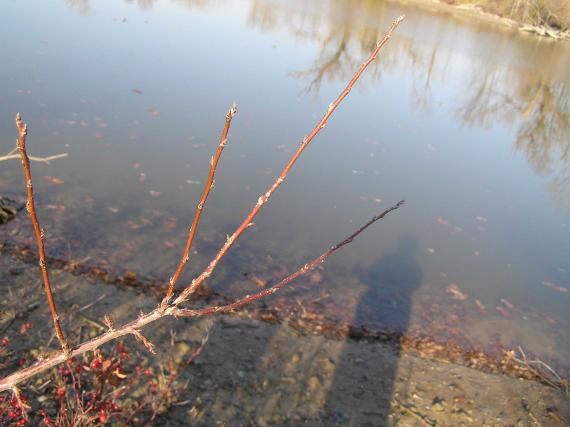 Tree branch