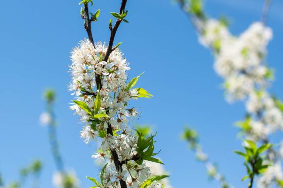 Tree flower