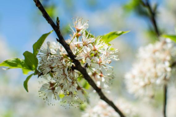 Tree flower