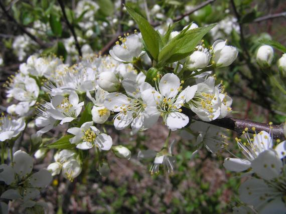 Tree flower