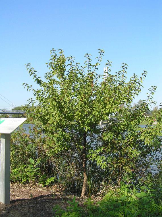 Tree habitat