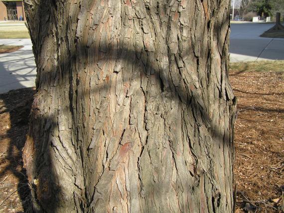 Tree bark