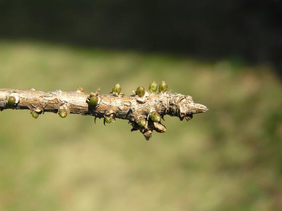 Tree bud