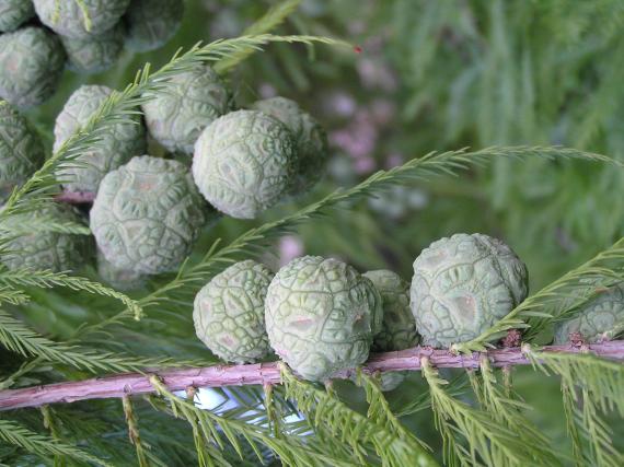 Tree fruit