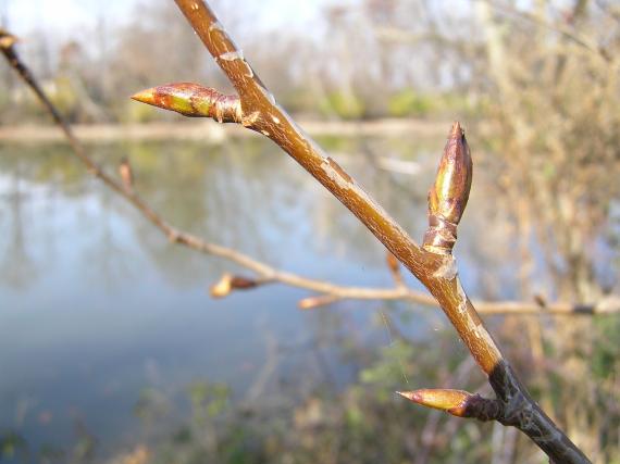 Tree branch