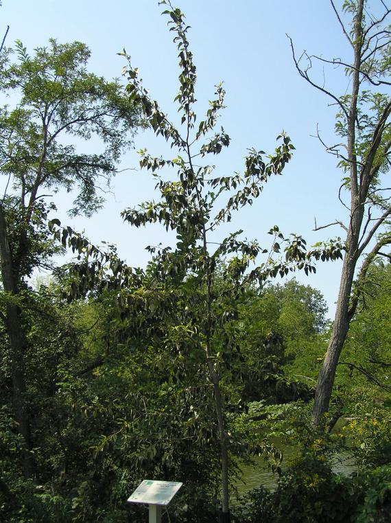 Tree habitat