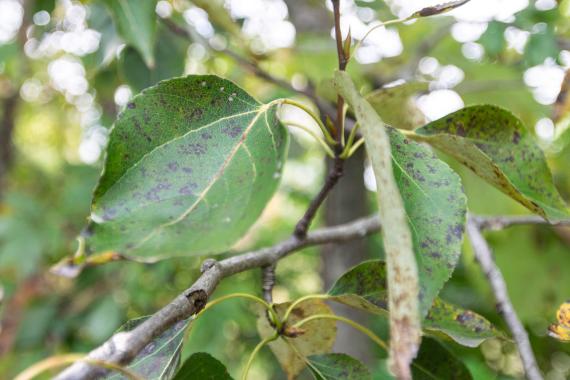 Tree leaves