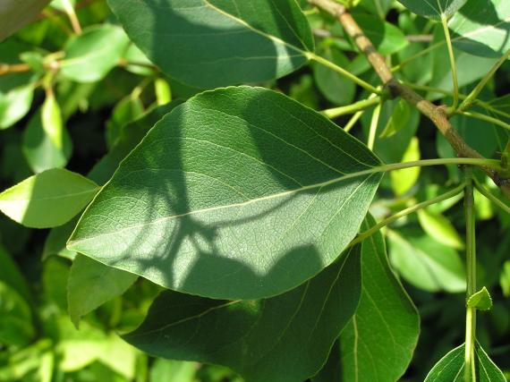 Tree leaves