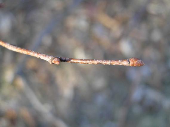 Tree bud