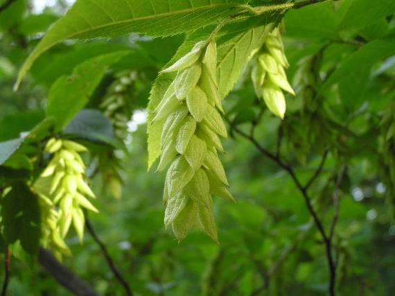 Tree fruit