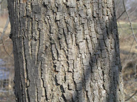 Tree bark