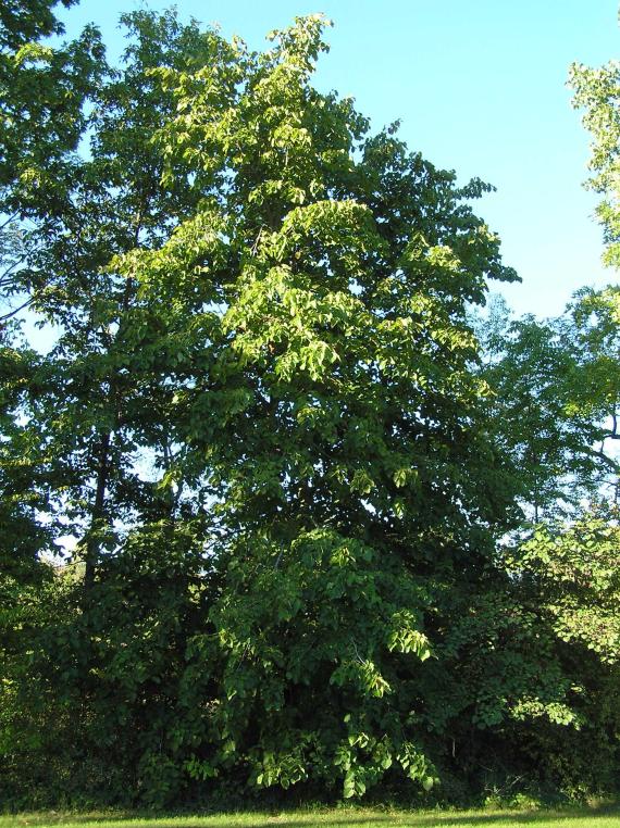 Tree habitat