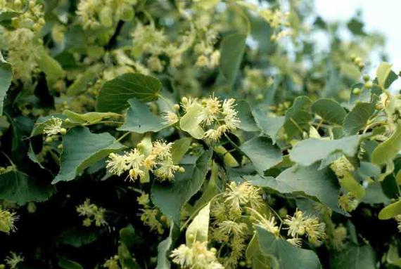 Tree flowers