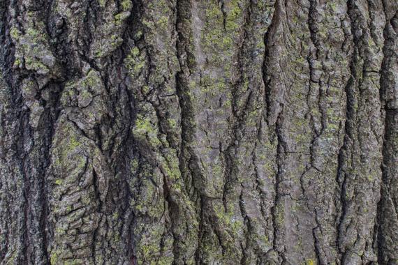 Tree bark