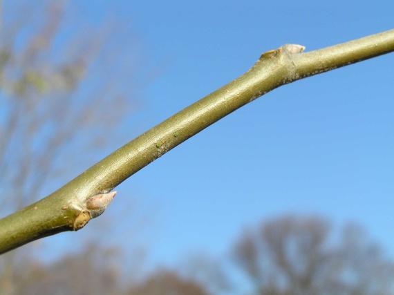 Tree branch