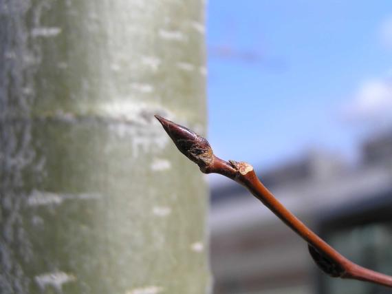 Tree bud