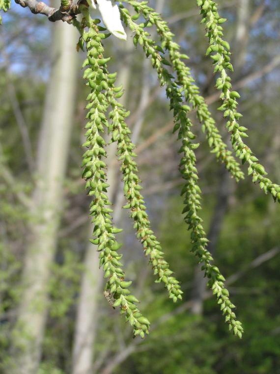 Tree flower