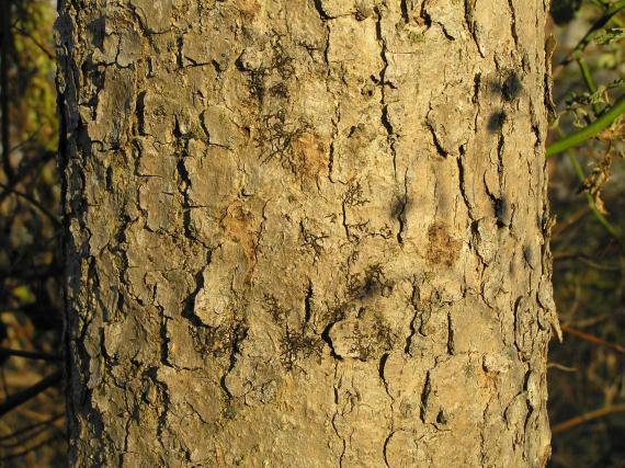 Tree bark