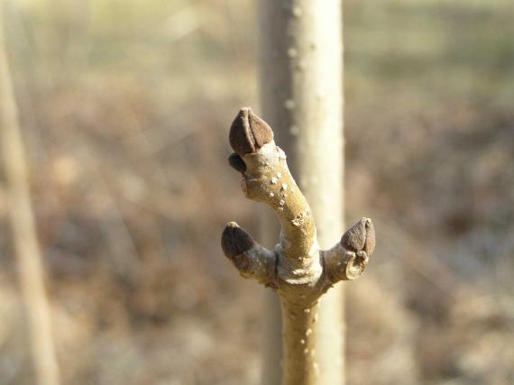 Tree bud