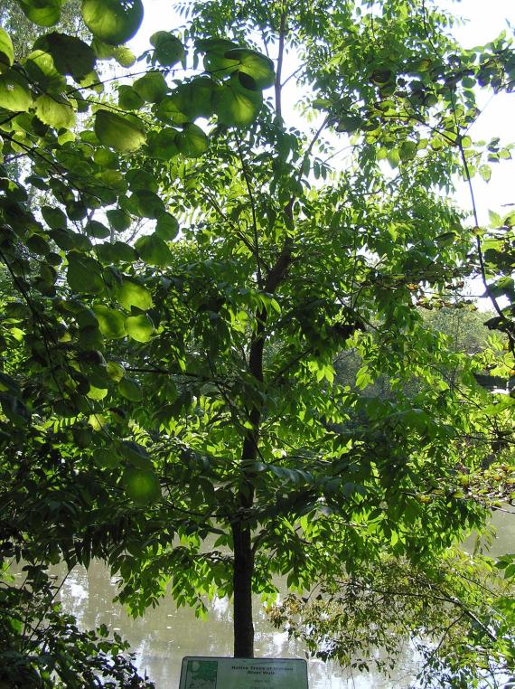 Tree habitat